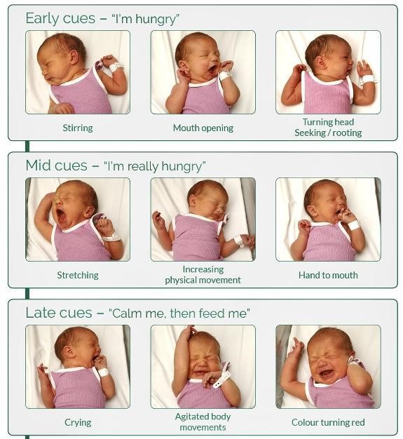Newborn’s first week - Feeding Cues